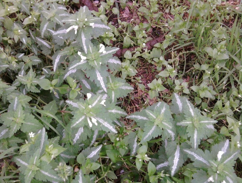 Pianta da determinare - Lamium sp.